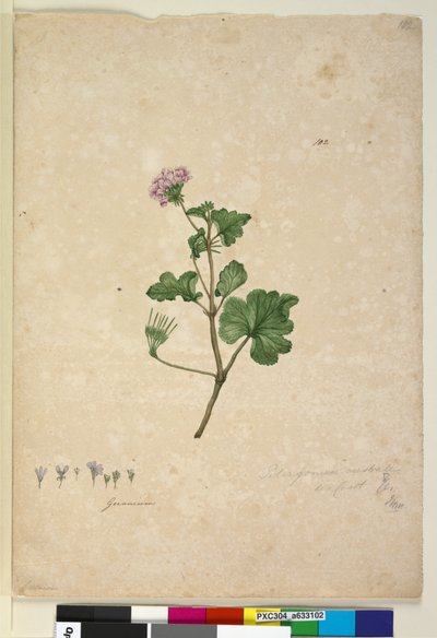 Page 102. Pelargonium australe by John William Lewin